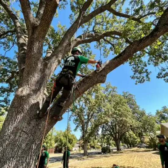 Certified arborist climbing a Honolulu oak tree with chainsaw
