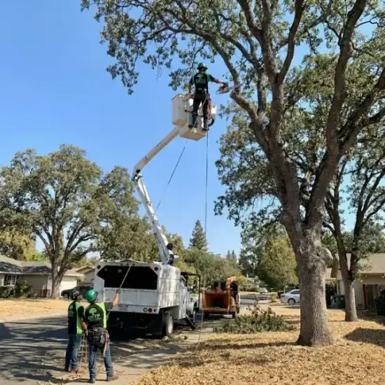 Bucket truck trimming a large oak tree in Honolulu