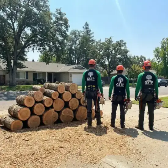 Freshly cut oak logs from a Honolulu tree removal